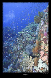 one of the beautiful coral encrusted walls of sipadan by Stewart Smith 